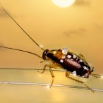 Cockroaches: ఇంట్లో బొద్దింకలు చేరితే వెంటనే ఈ చిన్న చిట్కాలతో బయటకి తరిమేయండి