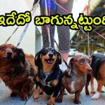 Dog Walker: టెక్కీ కంటే డాగ్ వాకర్ బెటర్.. నెలకు జీతం ఎంతో తెలుసా?