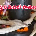 snake in temple: అద్భుతం.. శివలింగాన్ని చుట్టుకుని.. బుసలు కొట్టిన నాగుపాము, వీడియో చూశారా?