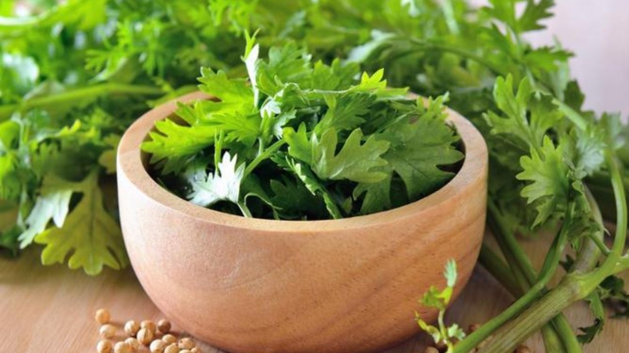 Coriander Leaves: కొత్తిమీరతో మ్యాజిక్.. ఇలా తింటే బోలెడు ప్రయోజనాలు !