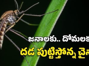 China New Virus: ఏనుగు దోమలు.. డ్రోన్లు.. ఫైన్లు.. చైనాతో మామూలుగా ఉండదు, ఆ వ్యాధిపై ఏకంగా యుద్ధం!