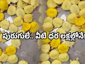Customs arrest: ఎయిర్‌పోర్టులో చెకింగ్.. బ్యాగ్ నిండా పురుగులే.. అక్కడే అరెస్ట్!