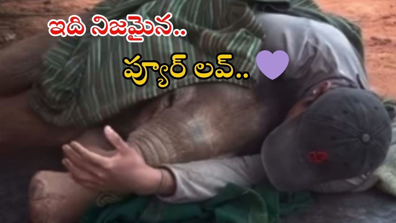 Elephant video: ఈ పిల్ల ఏనుగు పడుకున్న వ్యక్తిని లేపీ మరీ..? నిజంగా ఇది అద్భుతం.. వీడియో వైరల్