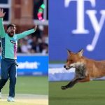 FOX Spotted: మ్యాచ్ మధ్యలో ఎంట్రీ ఇచ్చిన వింత జంతువు… ఈ వీడియో చూస్తే నవ్వు ఆపుకోలేరు