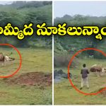 Viral Video: చావుకు షేక్ హ్యాండ్ ఇవ్వడం అంటే ఇదే, సింహం తినే మూడ్ లో లేకపోతే..