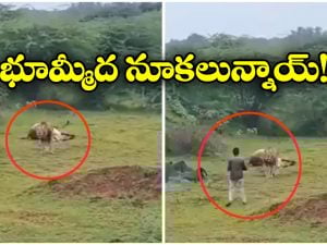 Viral Video: చావుకు షేక్ హ్యాండ్ ఇవ్వడం అంటే ఇదే, సింహం తినే మూడ్ లో లేకపోతే..