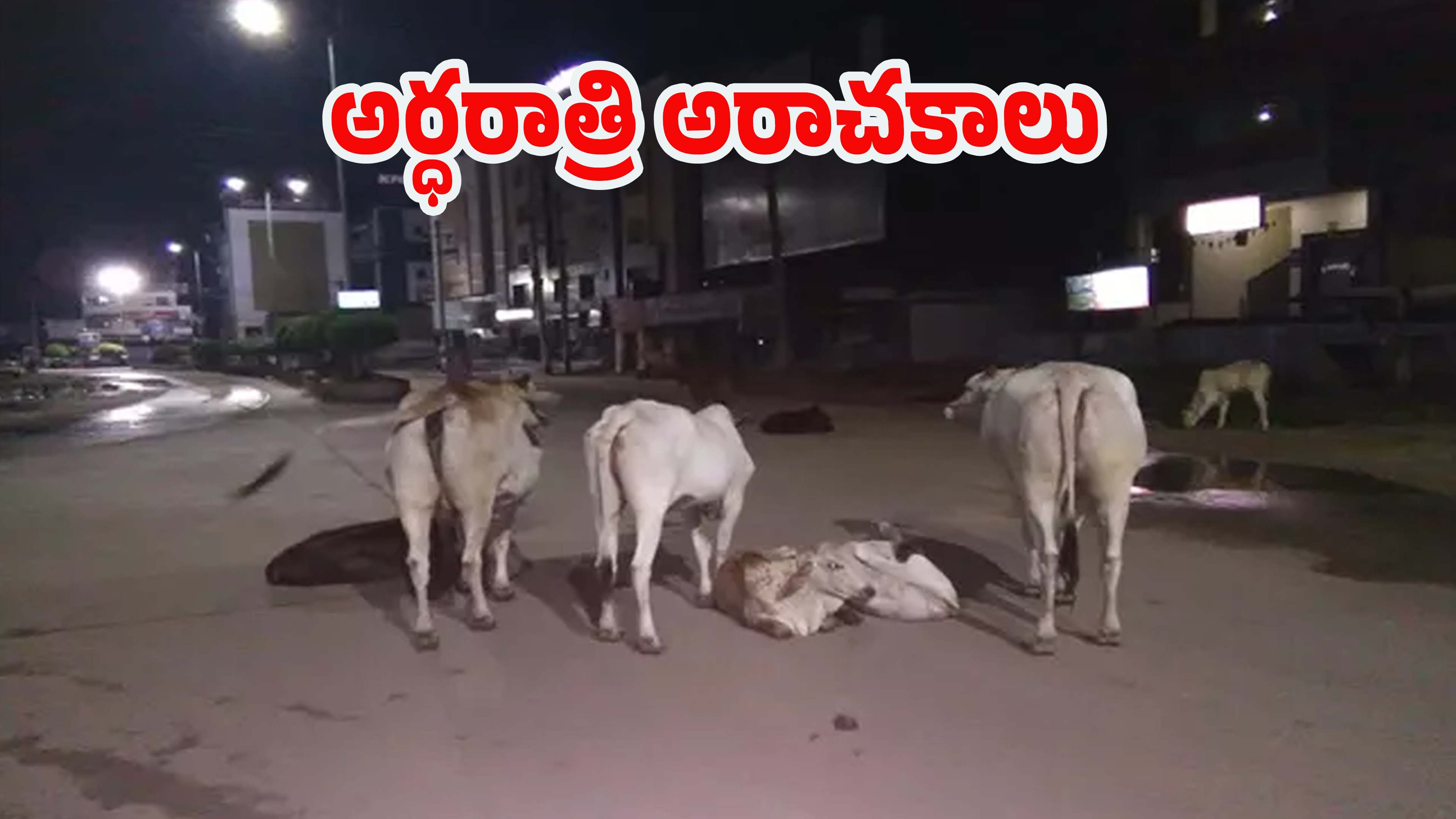 Hyderabad News: హైదరాబాద్‌లో ఆవులు కిడ్నాప్.. ఏకంగా కార్లలో ఎక్కించుకుని.. ఇదిగో ఇలా దొరికారు!