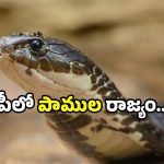 King cobra sanctuary: ఏపీకి సర్‌ప్రైజ్ గిఫ్ట్.. పెద్ద ఎత్తున కింగ్ కోబ్రాలు వచ్చేస్తున్నాయ్!