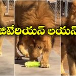 Viral Video: మొదటిసారి శాఖాహారం తిన్న సింహం.. దాని ఎక్స్‌ప్రెషన్ చూస్తే.. గంట నవ్వుతారు!