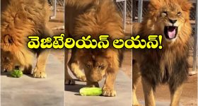 TV Actress Mother Death: శోక సంద్రంలో బుల్లితెర నటి.. శుభవార్త చెప్పిందో లేదో అప్పుడే విషాదం!