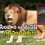Viral CCTV Video: ఫ్యాక్టరీకి వచ్చిన సింహం.. ఎదురుగా మనిషి.. ట్విస్ట్ తెలిస్తే నవ్వులే.. వీడియో వైరల్!