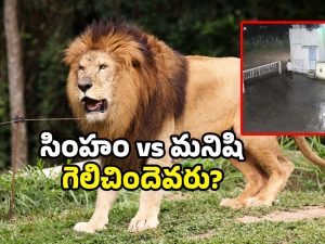 Viral CCTV Video: ఫ్యాక్టరీకి వచ్చిన సింహం.. ఎదురుగా మనిషి.. ట్విస్ట్ తెలిస్తే నవ్వులే.. వీడియో వైరల్!