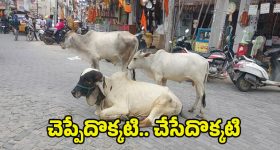 Successful Business: రూ.35 వేల పెట్టుబడి.. ఇప్పుడు రూ.36 కోట్ల రాబడి, 23 ఏళ్ల యువకుడి సక్సెస్ సీక్రెట్ ఇదే!