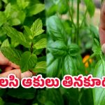 Mint Leaves: తులసి ఆకులు నేరుగా తింటే ప్రమాదమా? ఏమవుతుంది?