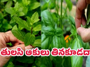 Mint Leaves: తులసి ఆకులు నేరుగా తింటే ప్రమాదమా? ఏమవుతుంది?