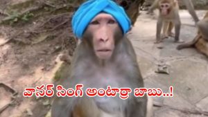 Monkey video viral: కోతి తలకు పగడి ధరించి.. ఓ మోడల్ లాగా..? వీడియో మస్త్ వైరల్