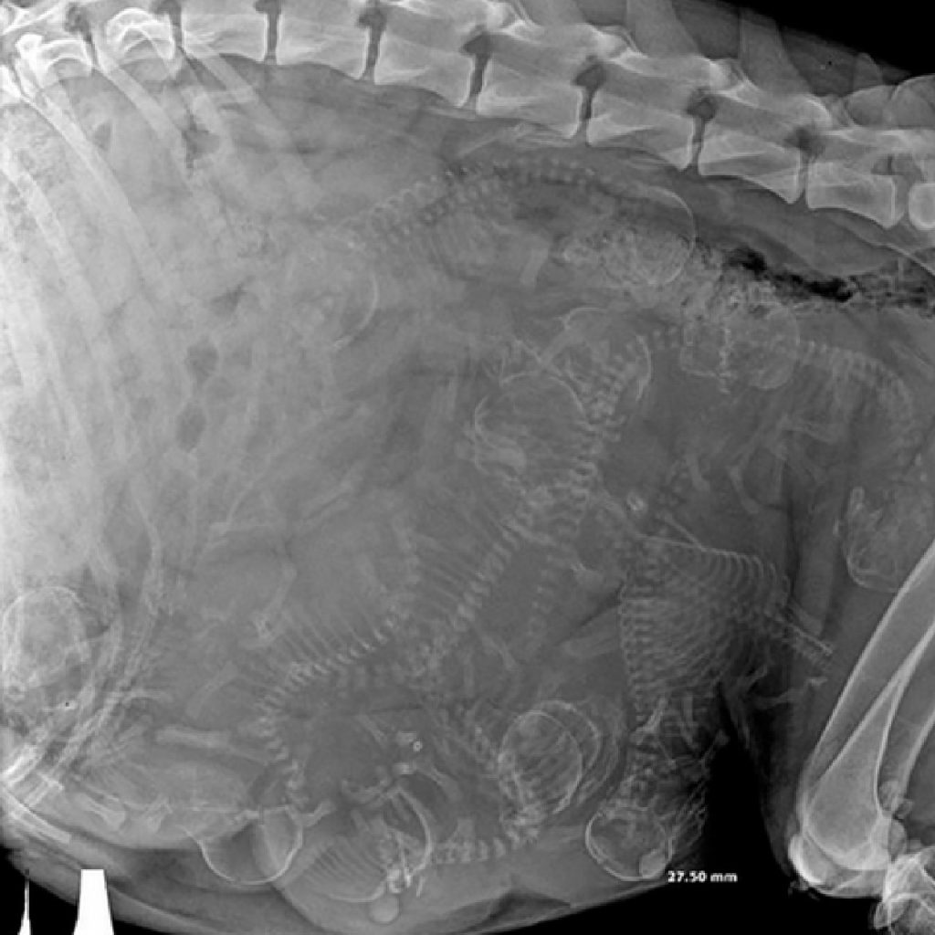 Pregnant Dog Xray Report