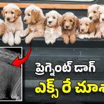 Pregnant Dog X-Ray: గర్భంతో ఉన్న కుక్క ఎక్స్‌రే.. ఒకేసారి అన్ని పిల్లలను ఎలా కంటుంది? రికార్డు ఎంత?