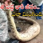Python Video: అమ్మ బాబోయ్..! భారీ కడుపుతో కొండచిలువ.. కాసేపటికే కక్కేసింది.. వీడియో చూస్తే..?