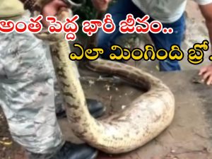Python Video: అమ్మ బాబోయ్..! భారీ కడుపుతో కొండచిలువ.. కాసేపటికే కక్కేసింది.. వీడియో చూస్తే..?