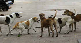 Dog bite: కుక్కల గుంపు ఒక్కసారిగా మిమ్మల్ని చుట్టుముట్టిందా? మిమ్మల్ని మీరు ఇలా కాపాడుకోండి