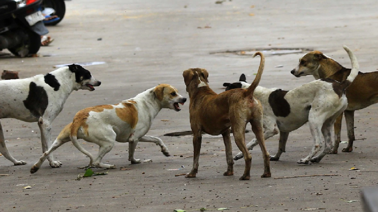 Dog bite: కుక్కల గుంపు ఒక్కసారిగా మిమ్మల్ని చుట్టుముట్టిందా? మిమ్మల్ని మీరు ఇలా కాపాడుకోండి