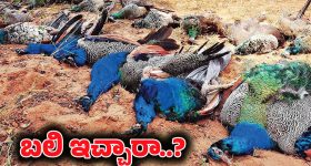 20 Peacocks Found Dead: కర్ణాటకలో ఒకే రోజు 20 పైగా నెమల్లు మృతి.. ధర్మస్థల కోసం బలి?