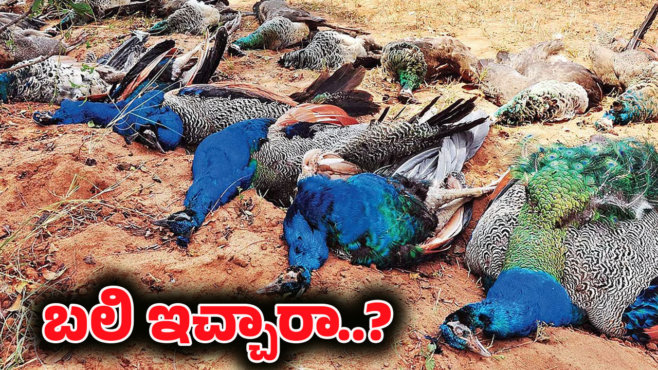 20 Peacocks Found Dead: కర్ణాటకలో ఒకే రోజు 20 పైగా నెమల్లు మృతి.. ధర్మస్థల కోసం బలి?